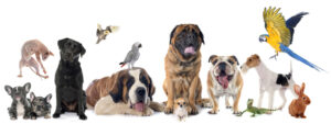 Judges can award Pet Custody in divorce cases in New Jersey